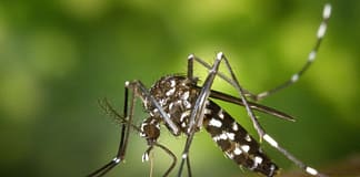 First West Nile Virus Death of 2025 Reported in Los Angeles County